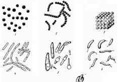 По каким признакам классифицируют бактерии